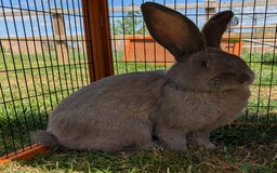 Continental Giant rabbits for sale: Purebred Blue Continental Giant Buck - Image 2
