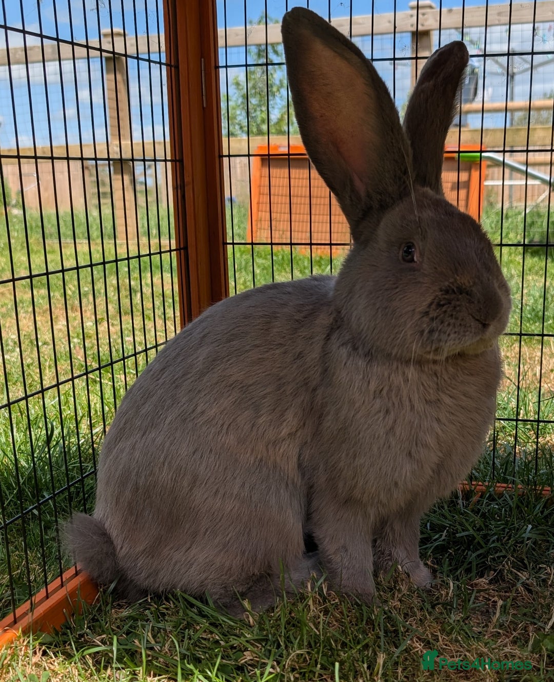 Continental Giant rabbits for sale: Purebred Blue Continental Giant Buck - Image 2