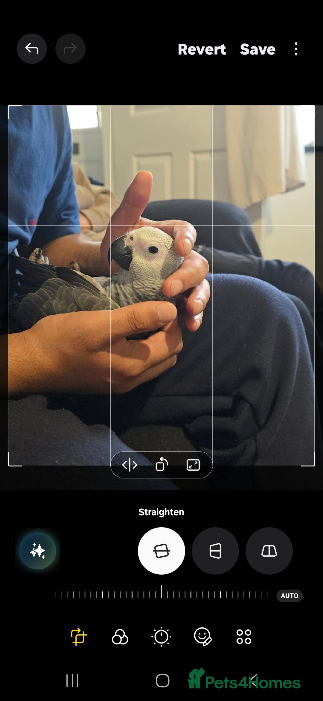 Parrots birds for sale: African grey Congo (baby) - Image 1