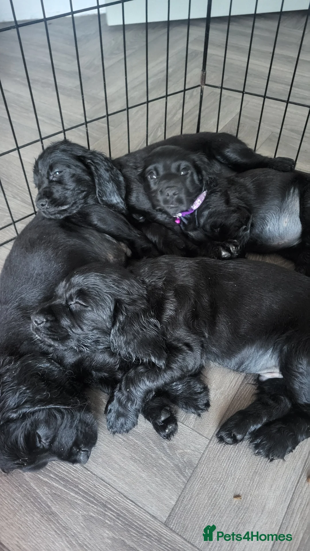 Cocker Spaniel dogs for sale: Cocker spaniel  in Runcorn - Advert 2