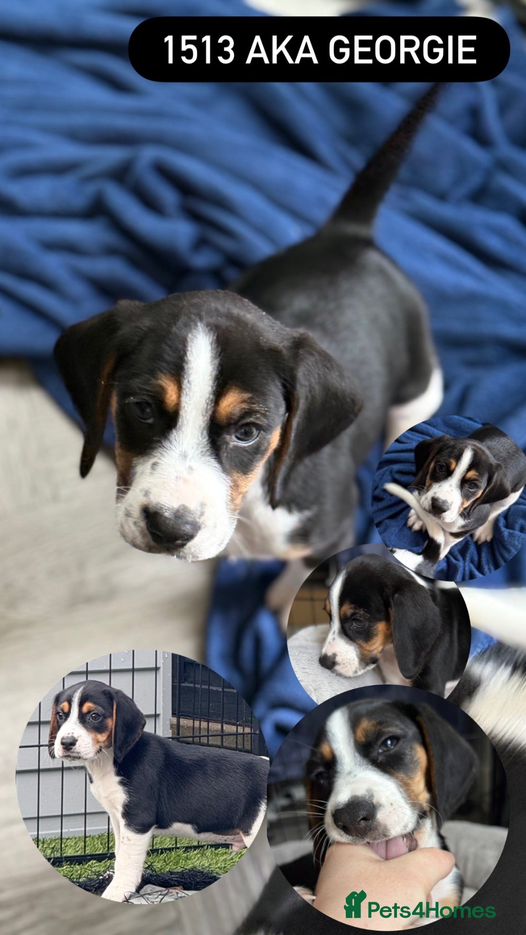 Beagle dogs for sale: Beautiful Beagle Boys  - Advert 2