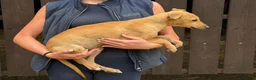 Lurcher dogs for sale: Quality Lurcher pups  in Cwmbran - Advert 2