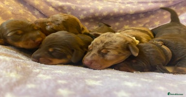 Miniature Dachshund dogs - Advert 14