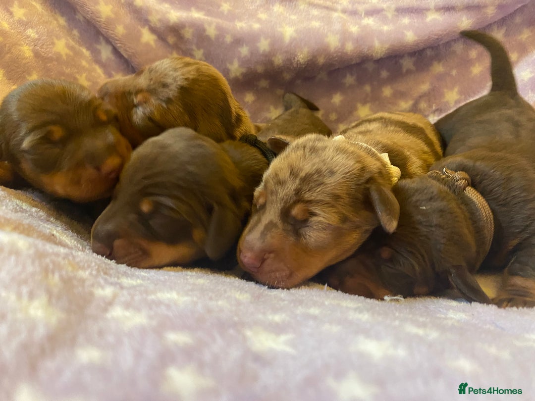 Miniature Dachshund dogs for sale: Sweetest Miniature Dachshund Pups - Image 9