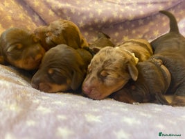 Miniature Dachshund dogs - Advert 14
