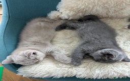 British Shorthair cats for sale: Cutie British Short Hair kittens  - Image 2