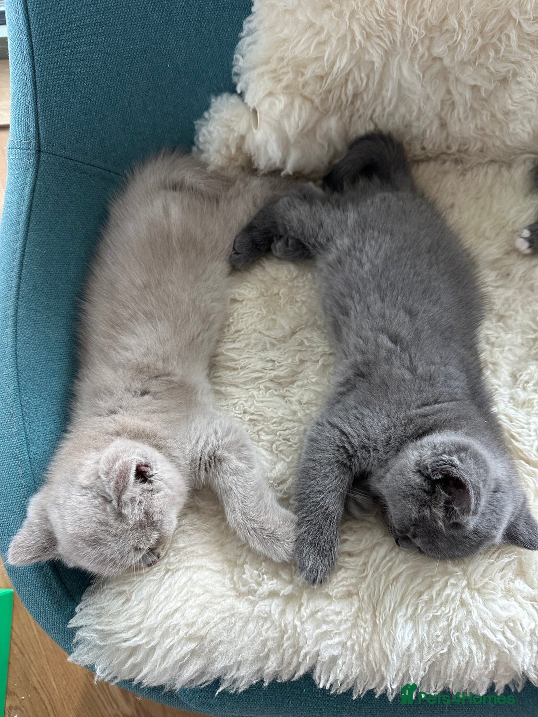 British Shorthair cats for sale: Cutie British Short Hair kittens  - Image 2