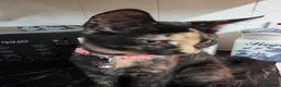 Mixed Breed cats for sale: Tortoiseshell Female Kitten For Rehome  - Advert 3