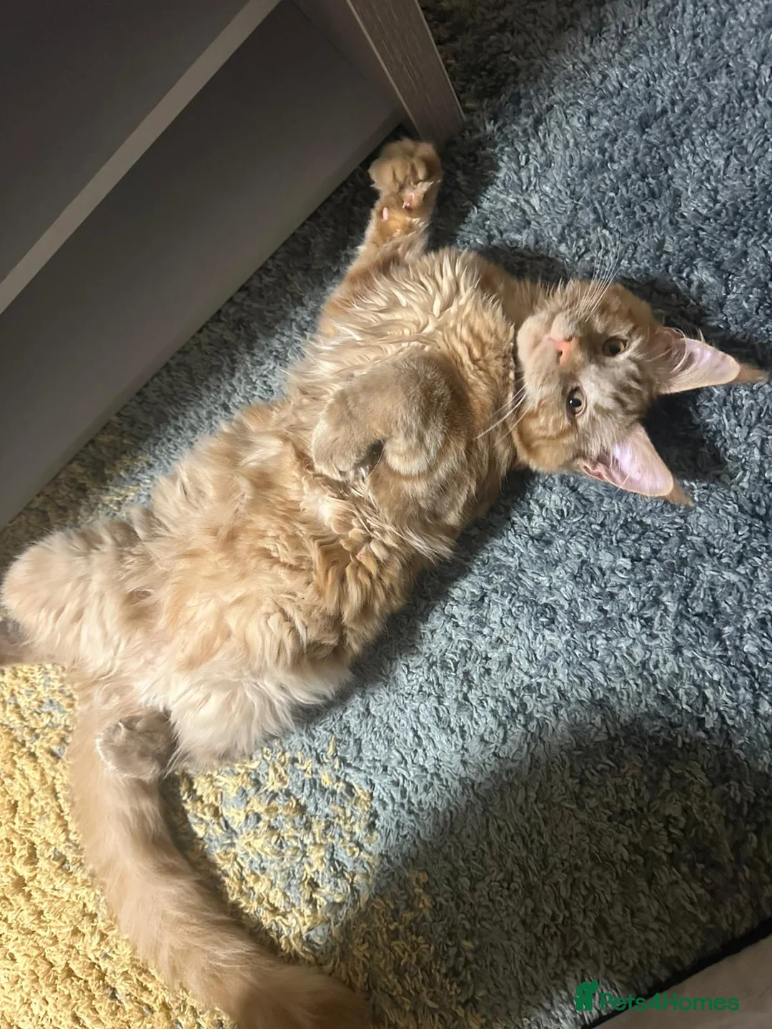 Maine Coon cats for sale: Adorable Maine Coon Looking for a Loving Home - Advert 1