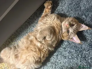 Maine Coon cats Adorable Maine Coon Looking for a Loving Home - Advert 2