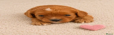 Cavapoo Puppy 7