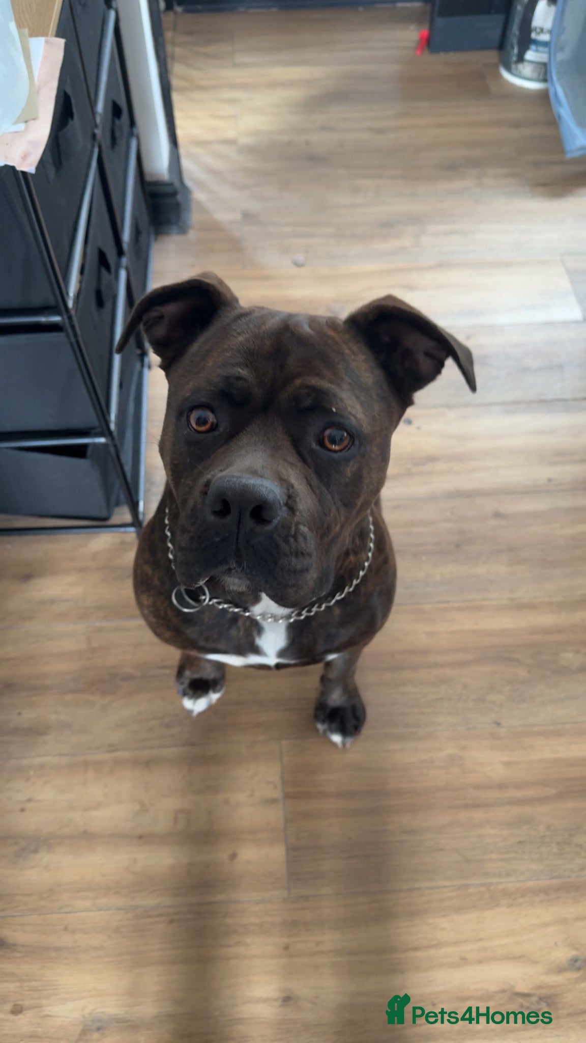 Mixed Breed dogs Doge de Bordeaux cross - Advert 3