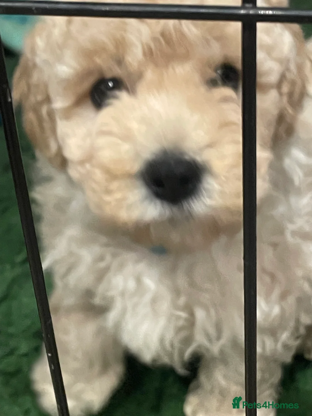 Mini Goldendoodle dogs for sale: Miniature double doodle puppies - Advert 1