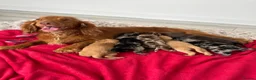Cocker Spaniel dogs for sale: Cocker spaniel puppies  - Advert 10