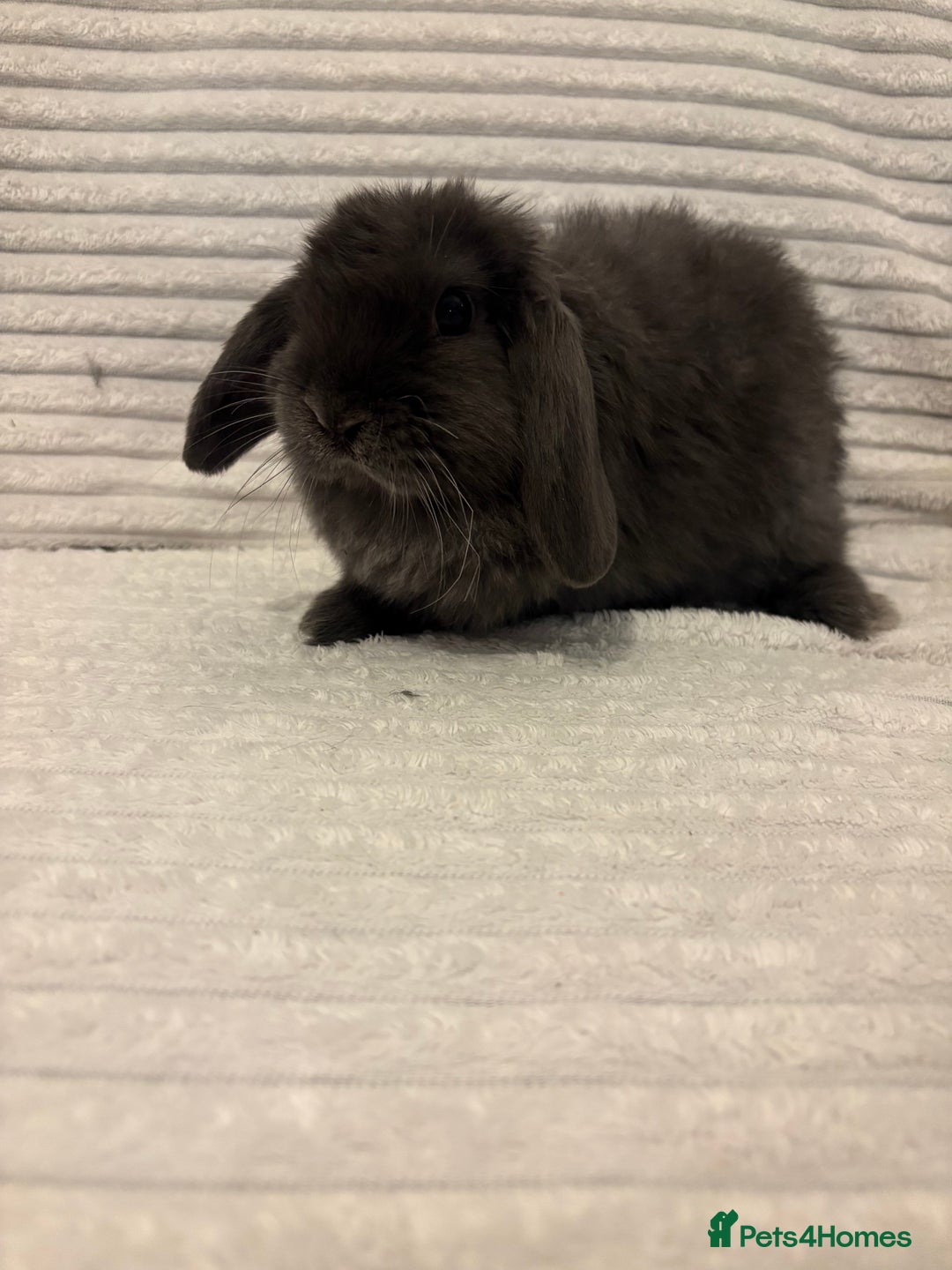 Mini Lop rabbits for sale: Lovely little mini lop baby bunny rabbits - Advert 8