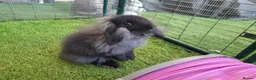 Mini Lop rabbits for sale: Beautiful Mini Lion Lop - READY TO LEAVE - Advert 13
