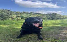 Labrador Retriever dogs for sale: Black Labrador for sale - Advert 3