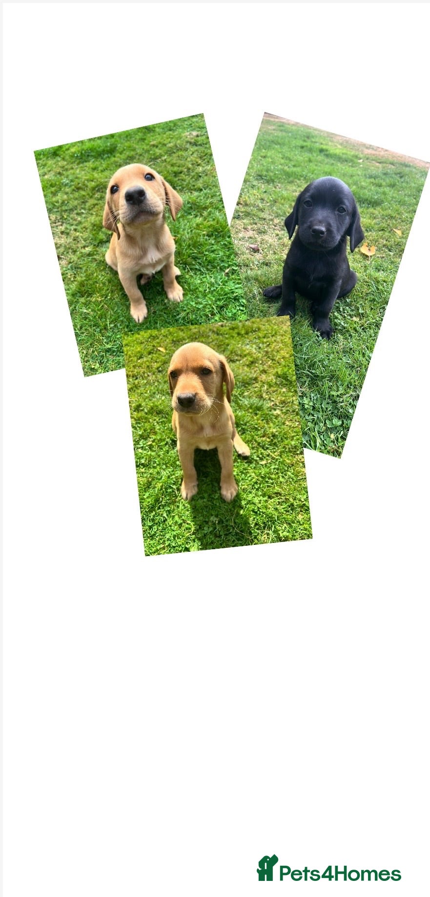 Labrador Retriever dogs *READY NOW* BLACK YELLOW LABRADOR HEALTH TESTED - Advert 11