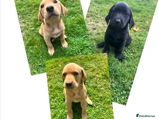 Labrador Retriever dogs *READY NOW* BLACK YELLOW LABRADOR HEALTH TESTED - Advert 11
