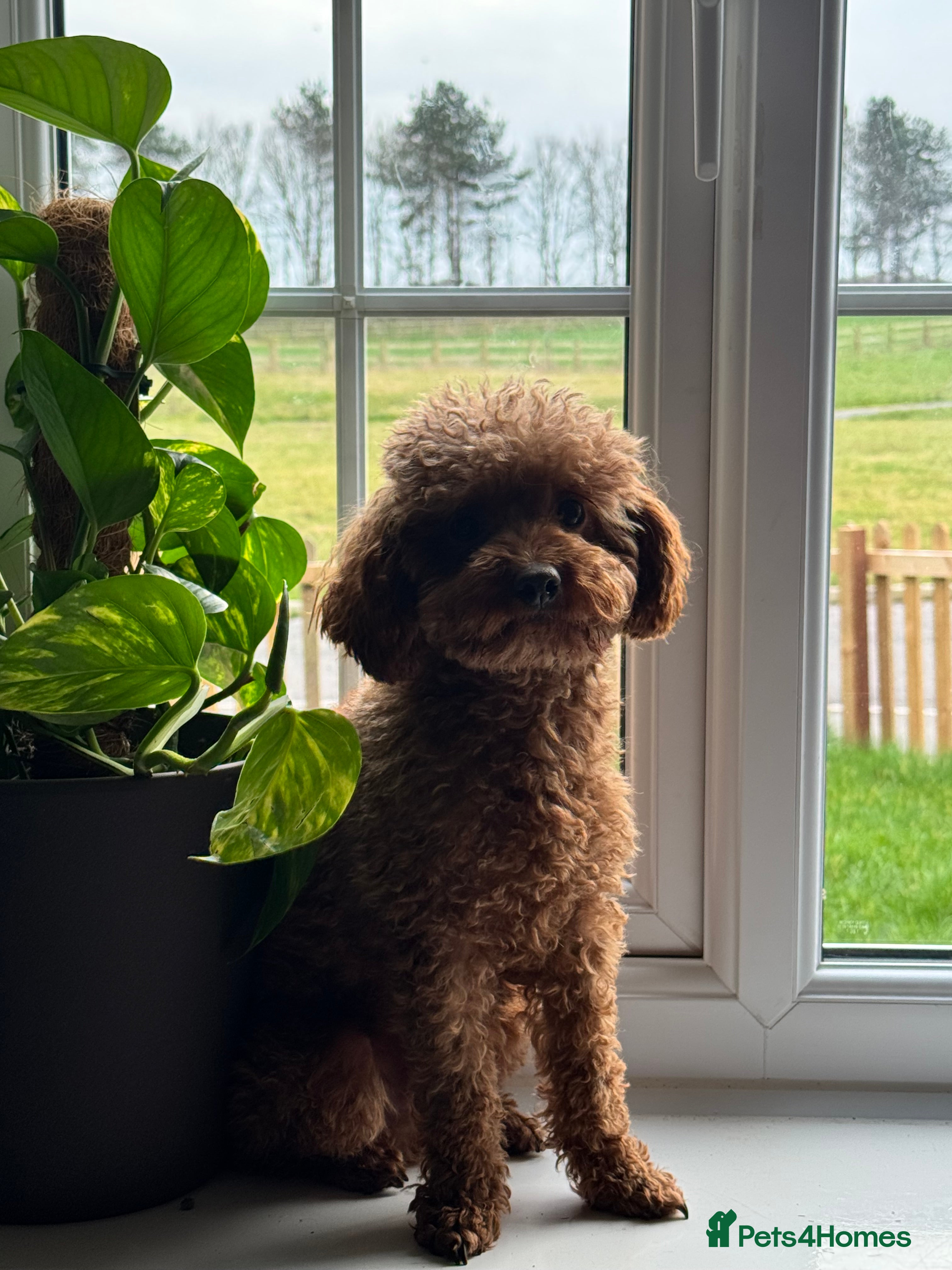 Toy Poodle dogs Vinnie 💥 - Advert 4