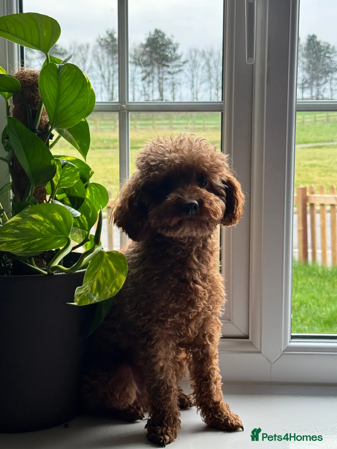 Toy Poodle dogs for stud: Vinnie 💥 - Advert 2