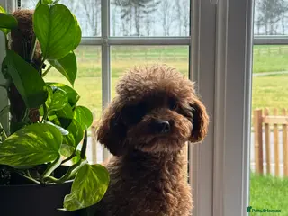 Toy Poodle dogs Vinnie 💥 - Advert 4