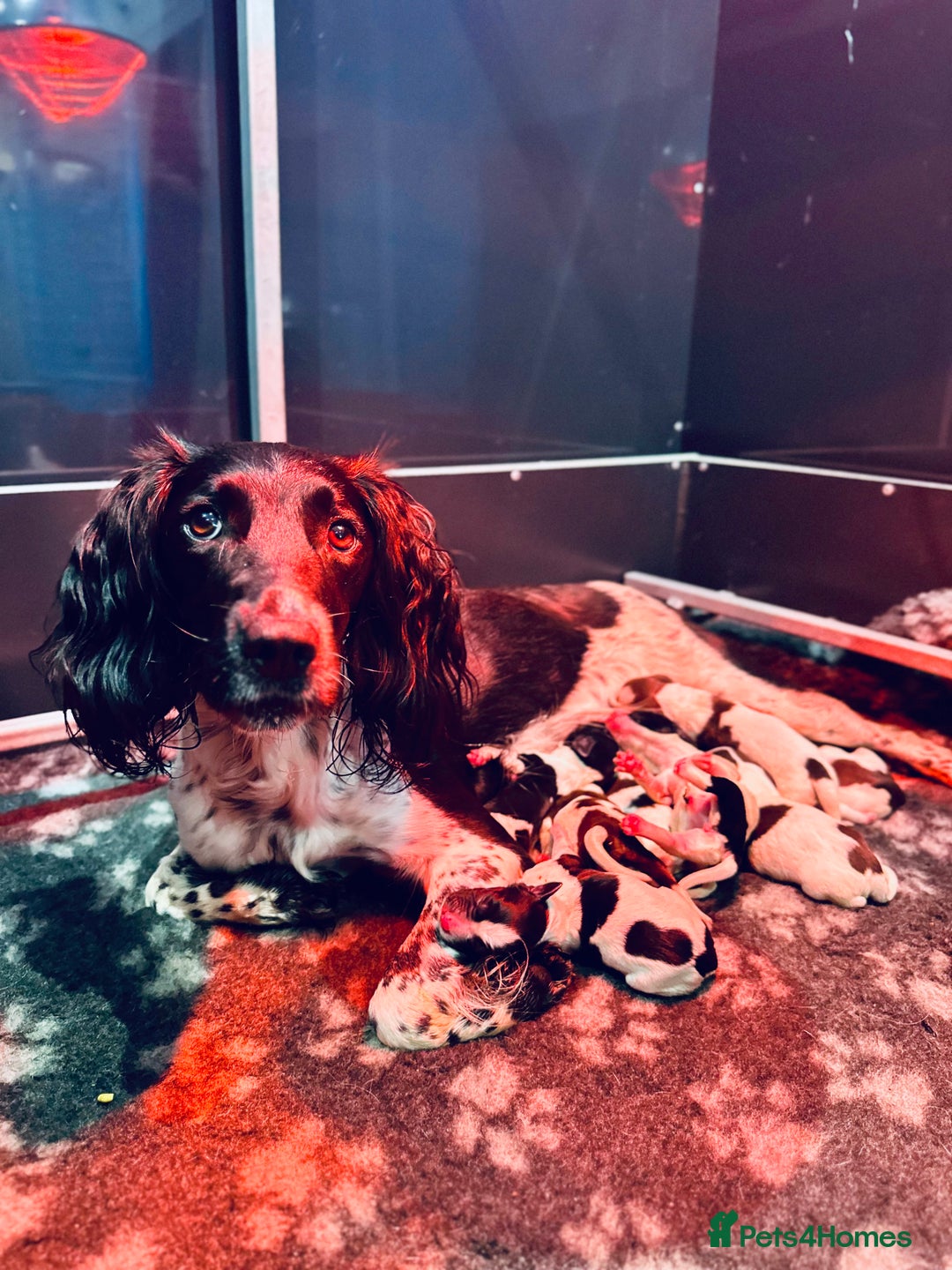 English Springer Spaniel dogs for sale: KC English Springer Spaniels  - Advert 21