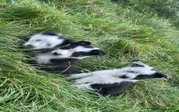Border Collie dogs for sale: Border collie pups - Image 5