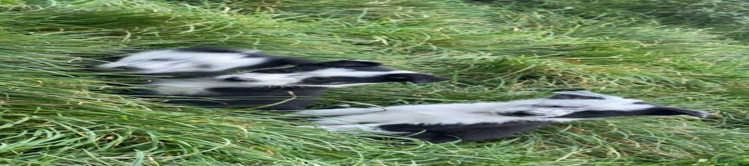 Border Collie Puppy 7