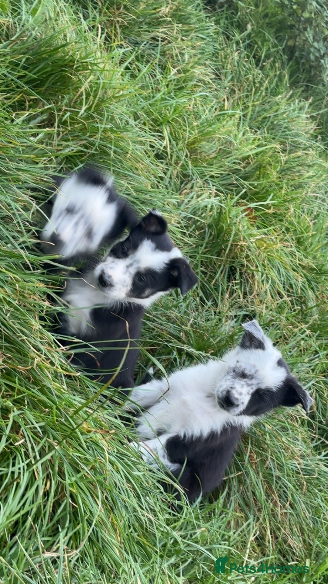 Border Collie dogs for sale: Border collie pups - Image 5