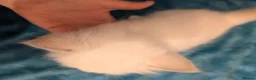 Ragdoll cats for sale: 💙GCCF 💙💛Ragdoll blue point mitted kittens  - Advert 35
