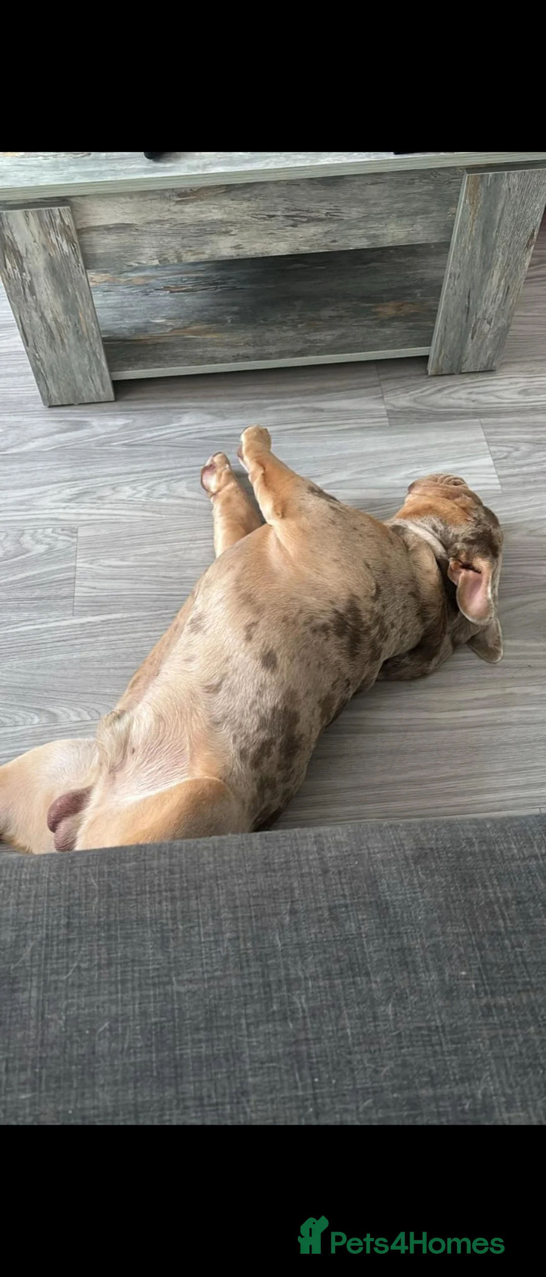 English Bulldog dogs for sale: English bulldog  in Nuneaton - Advert 5