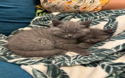 British Shorthair cats for sale: Beautiful British short hair kitten  - Image 25