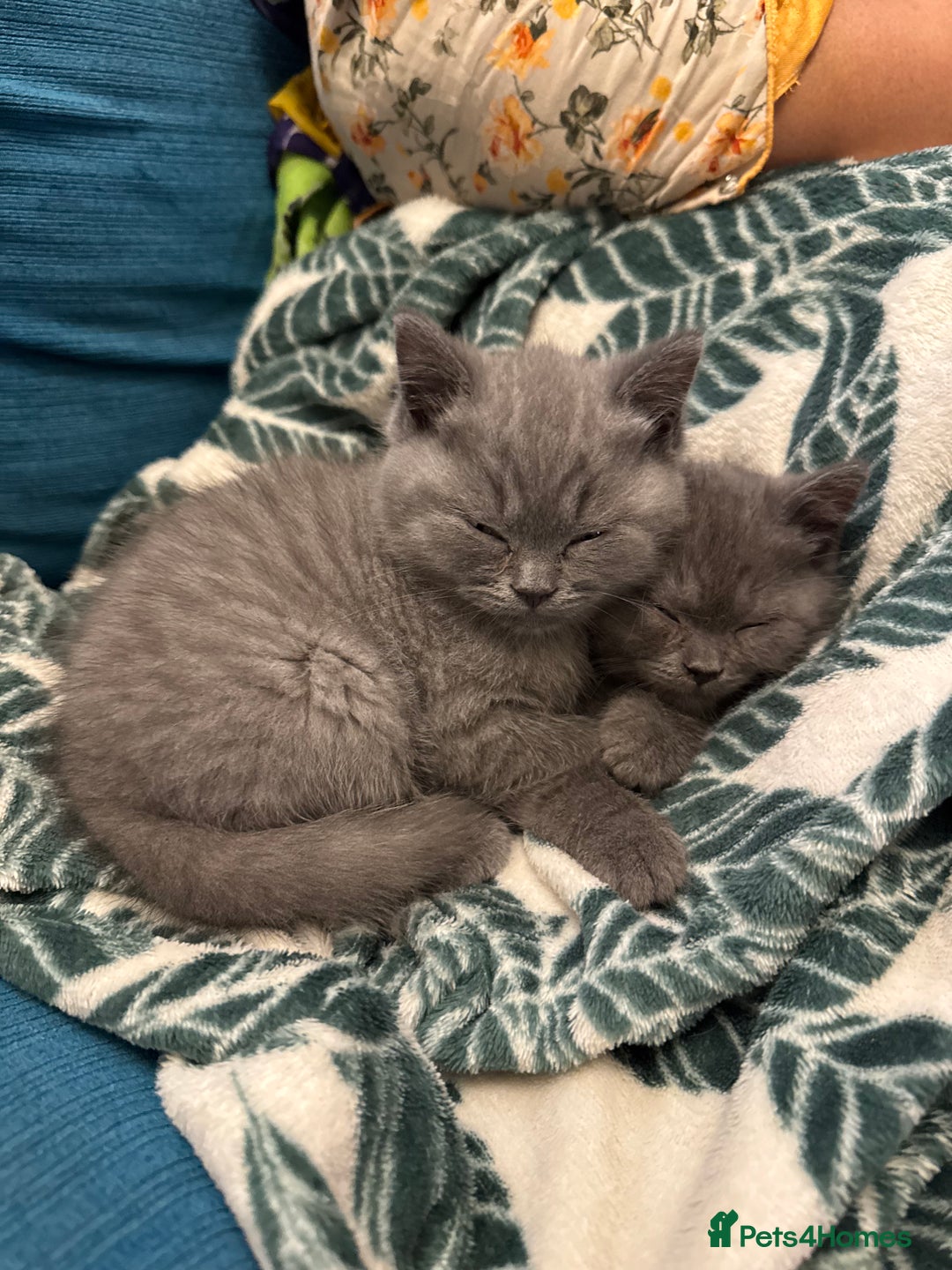 British Shorthair cats for sale: Beautiful British short hair kitten  - Image 25