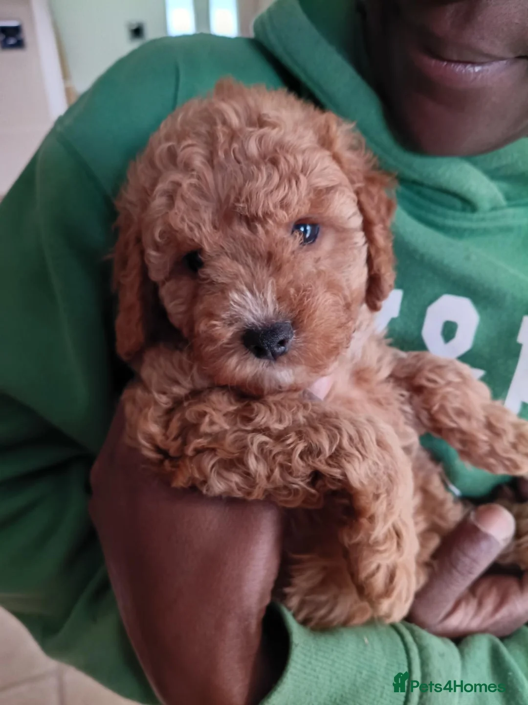 Cockapoo dogs for sale: 2 males and 1 female cockapoo pups  - Advert 13