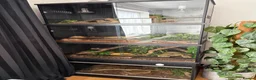 Mixed Breed reptiles for sale: Complete Reptile Setups for Sale with reptile - Advert 1