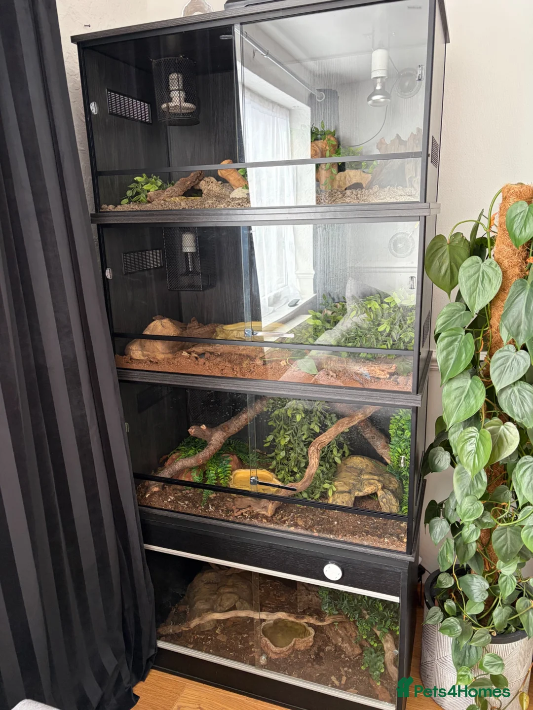 Mixed Breed reptiles for sale: Complete Reptile Setups for Sale with reptile - Advert 1