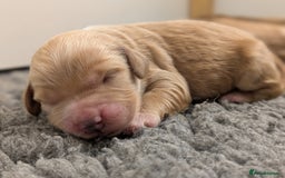 Cockapoo dogs for sale: Champion-Line Cockapoos From Health Tested Parents - Image 18