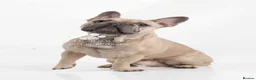 French Bulldog dogs for stud: Fawn French Bulldog - Advert 2