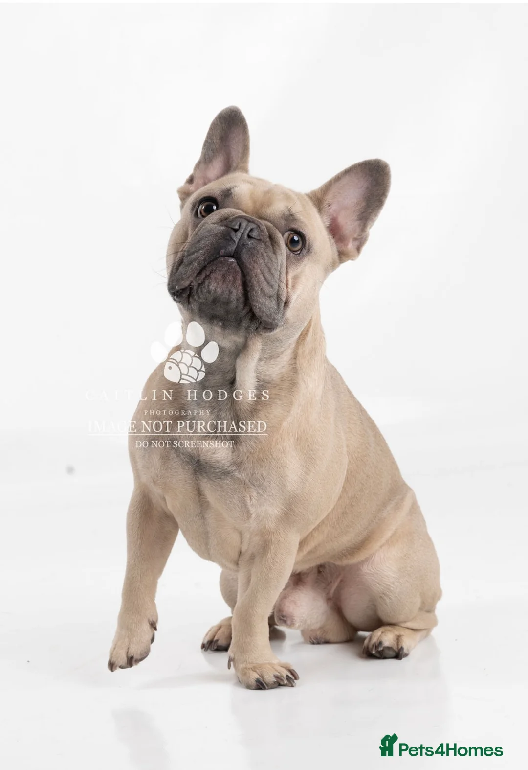French Bulldog dogs for stud: Fawn French Bulldog - Advert 2