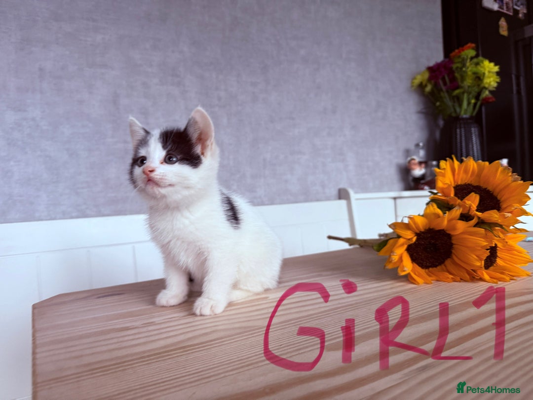 Mixed Breed cats for sale: Three beautiful kittens  - Image 5