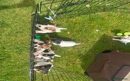 Jack Russell dogs for sale: Jack russel puppies  - Image 13