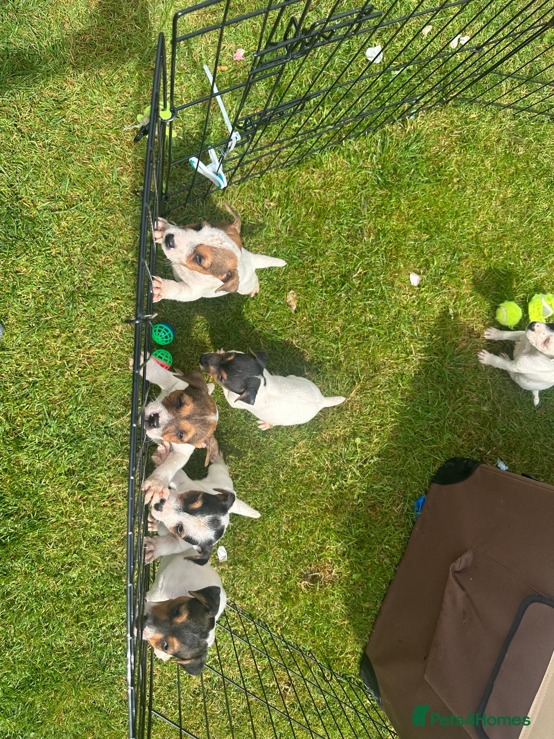 Jack Russell dogs for sale: Jack russel puppies  - Image 13