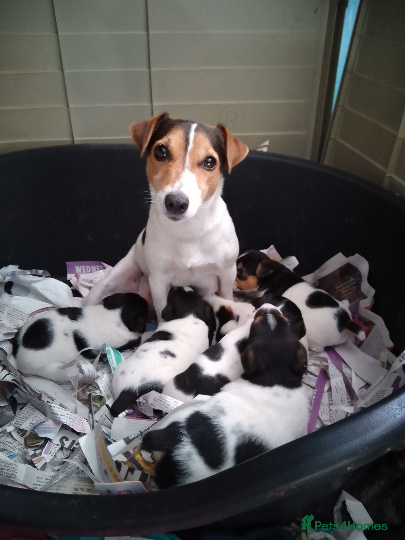 Jack Russell dogs Working Jack Russell puppies for sale very  strong - Advert 2