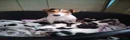 Jack Russell dogs for sale: Working Jack Russell puppies for sale very  strong - Advert 1