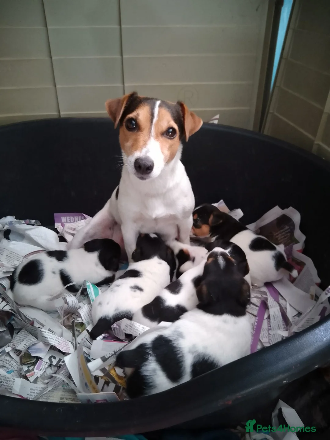 Jack Russell dogs for sale: Working Jack Russell puppies for sale very  strong - Advert 1