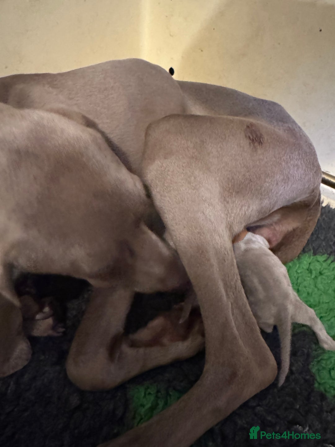 Weimaraner dogs for sale: Quality Weimaraner Puppies - Image 8