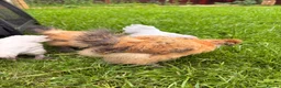 Mixed Breed birds for sale: 4 Check in Liverpool - Advert 1