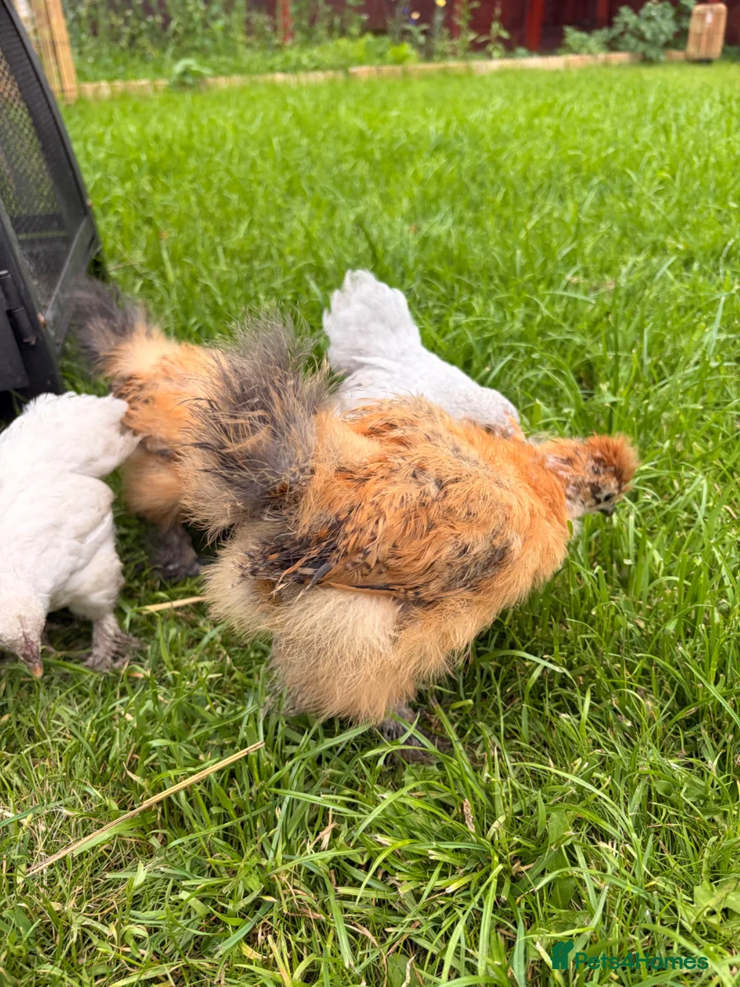 Mixed Breed birds for sale: 4 Check in Liverpool - Advert 1