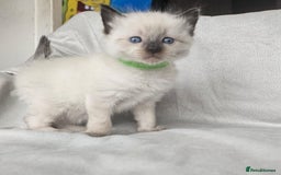 Ragdoll cats for sale: Ragdoll kittens  - Advert 2